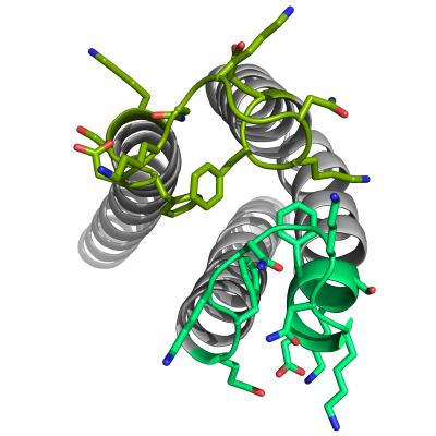 Helicobacter pylori observed in a microscope