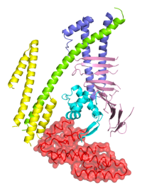 Structure of CagA (Kaplan-Türköz et al., 2012)