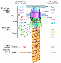 T6SS architecture (Degabriel et al., 2023)