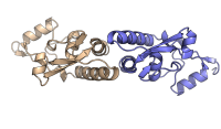 NyxB dimer crystal structure (Louche et al., 2023)