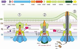 VirB T4SS putative assembly and effector translocation mechanism